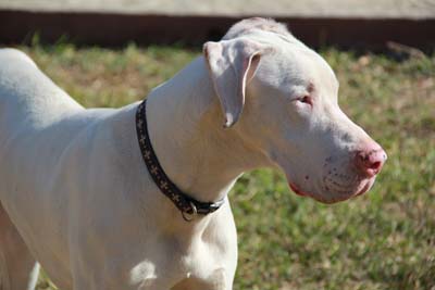 image for September 20 to 26 is National Deaf Dog Awareness week!