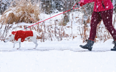 image for Winter Safety